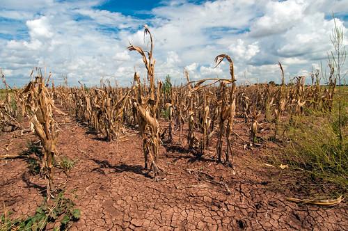 The ways drought is effecting small farmers