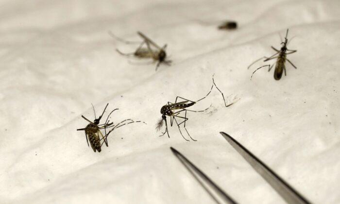 Mosquitoes Test Positive for Malaria After Locally-Acquired Cases in Florida and Texas