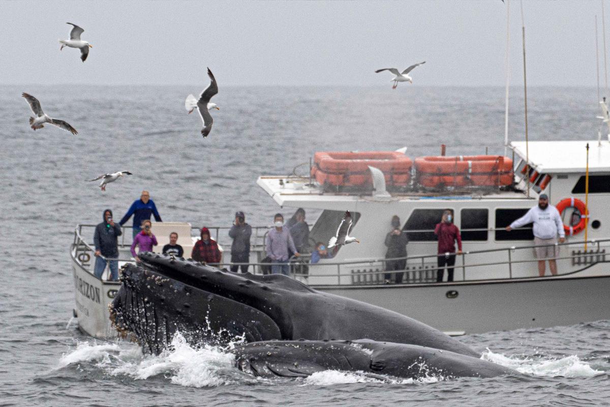 The giant creatures dwarfed the tourist boat which was next to them as they lunge fed at the surface of the water, much to the delight of stunned whale watchers. (Caters News)