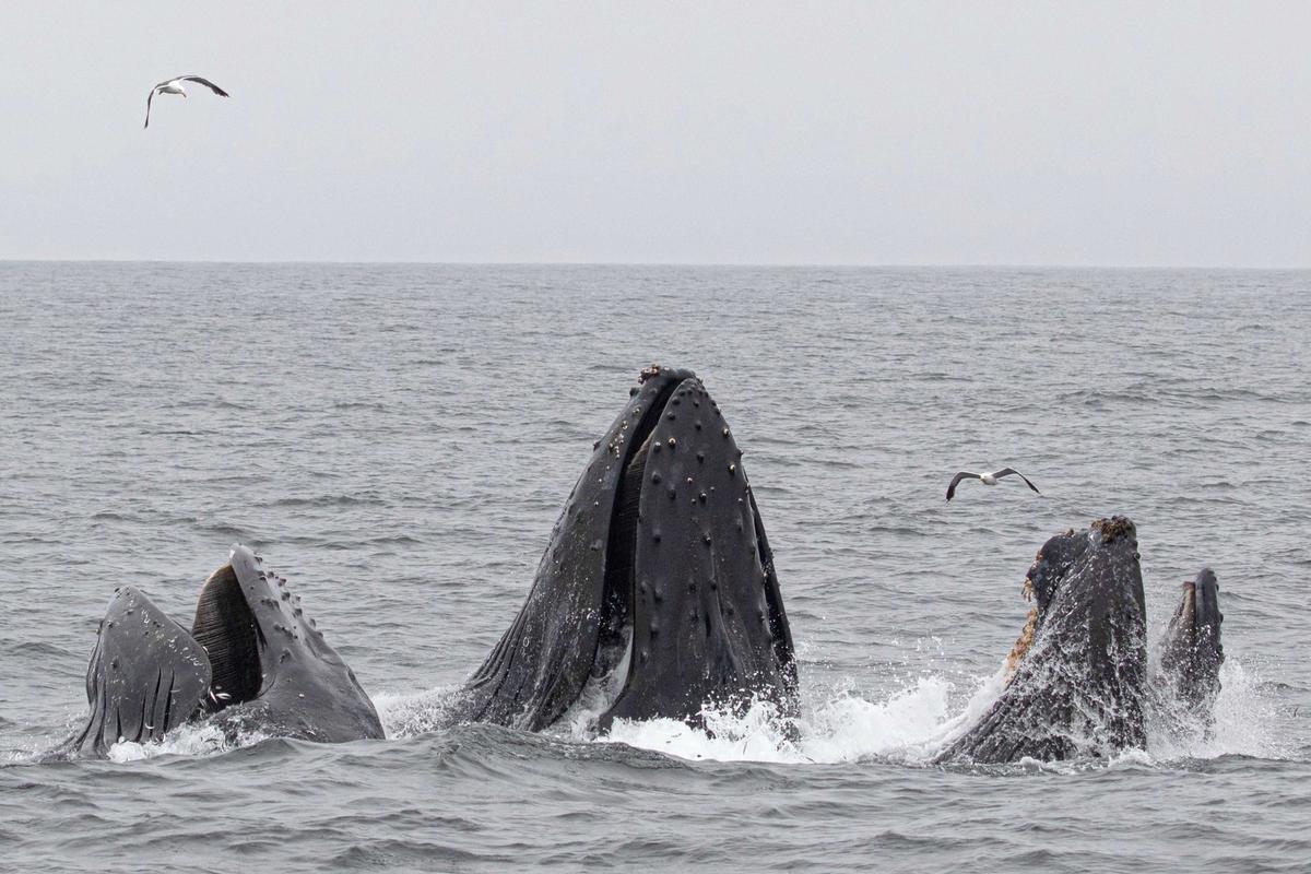 Photographer Jodi Frediani was there to capture the action and said the whales came up quite close to the boat. (Caters News)