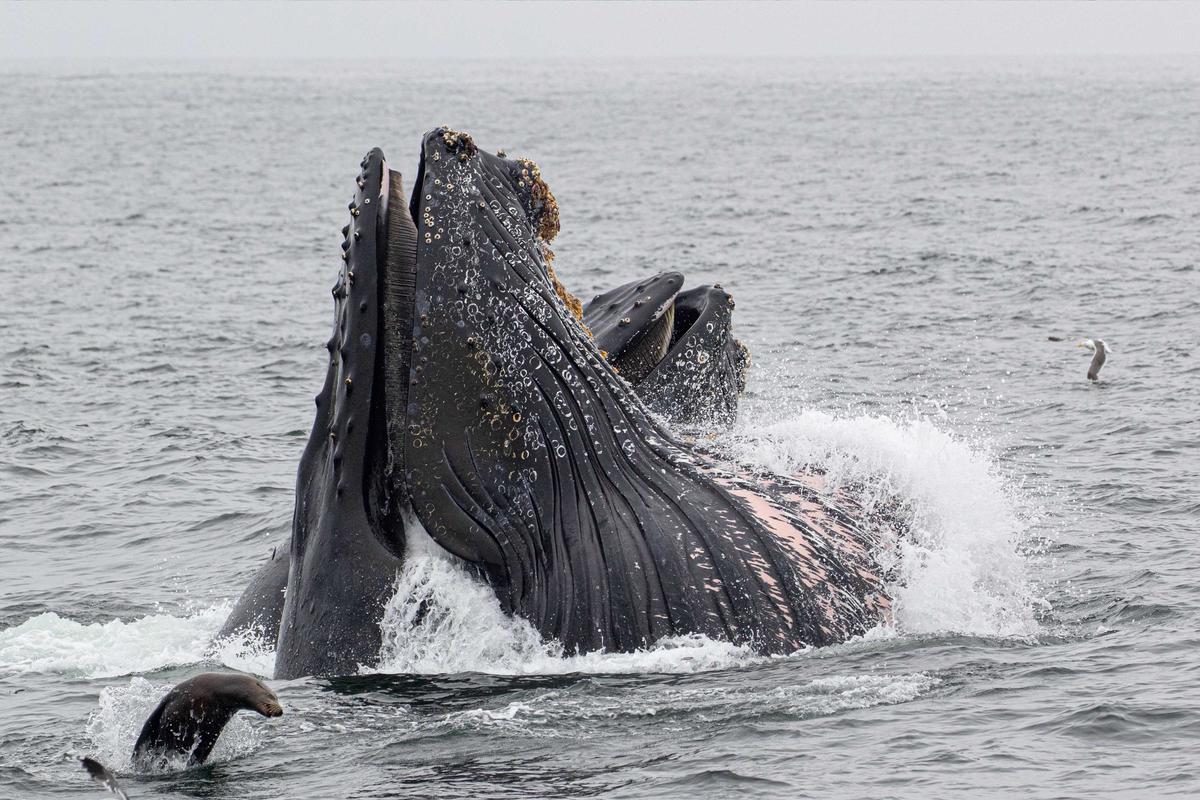 The four humpback whales joined by sea lions and seagulls as they all battled it out for a taste of the anchovies that were hiding underneath the vessel. (Caters News)