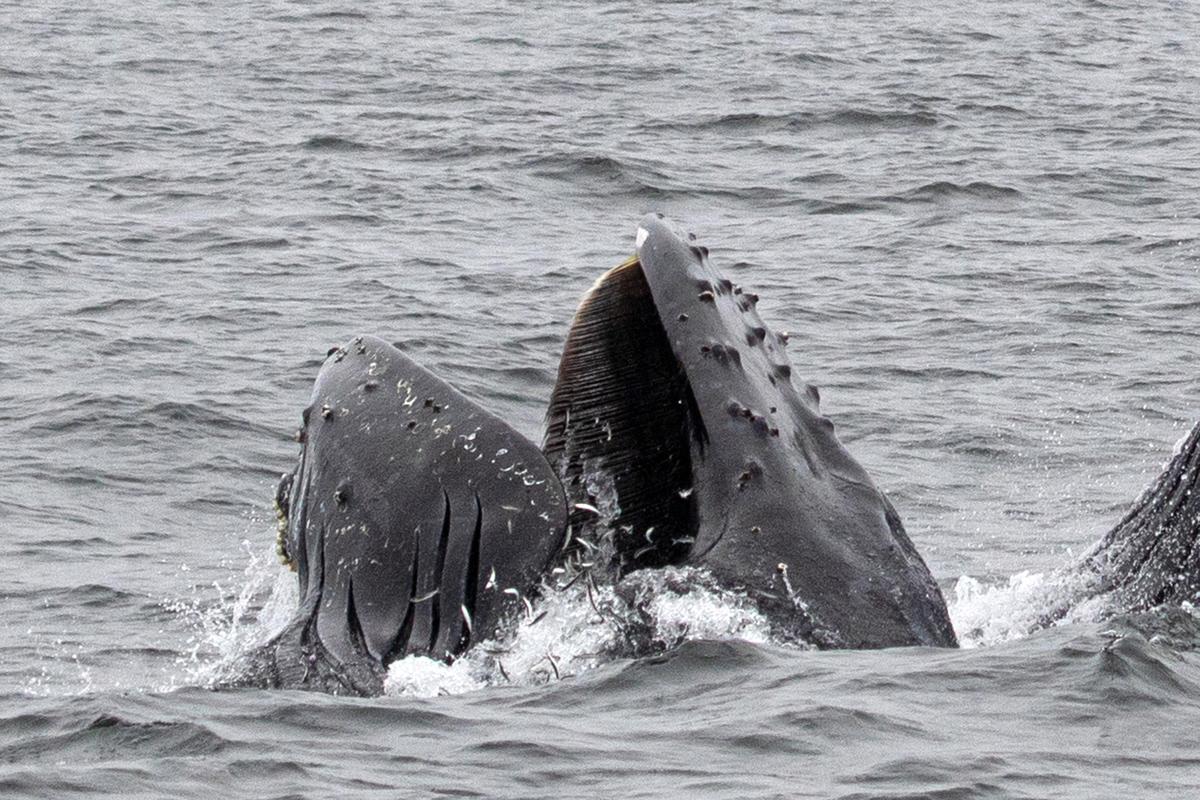 Whale watchers were blown away as four huge humpbacks appeared underneath their boat in Monterey Bay, California. (Caters News)