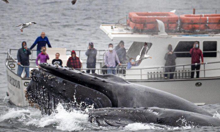 Whale Watchers Blown Away as 4 Huge Humpbacks Feast on the Fish Hiding Underneath Their Boat