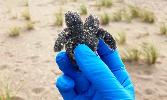 Rare 2-Headed Turtle Hatchling Found and Released on South Carolina Beach