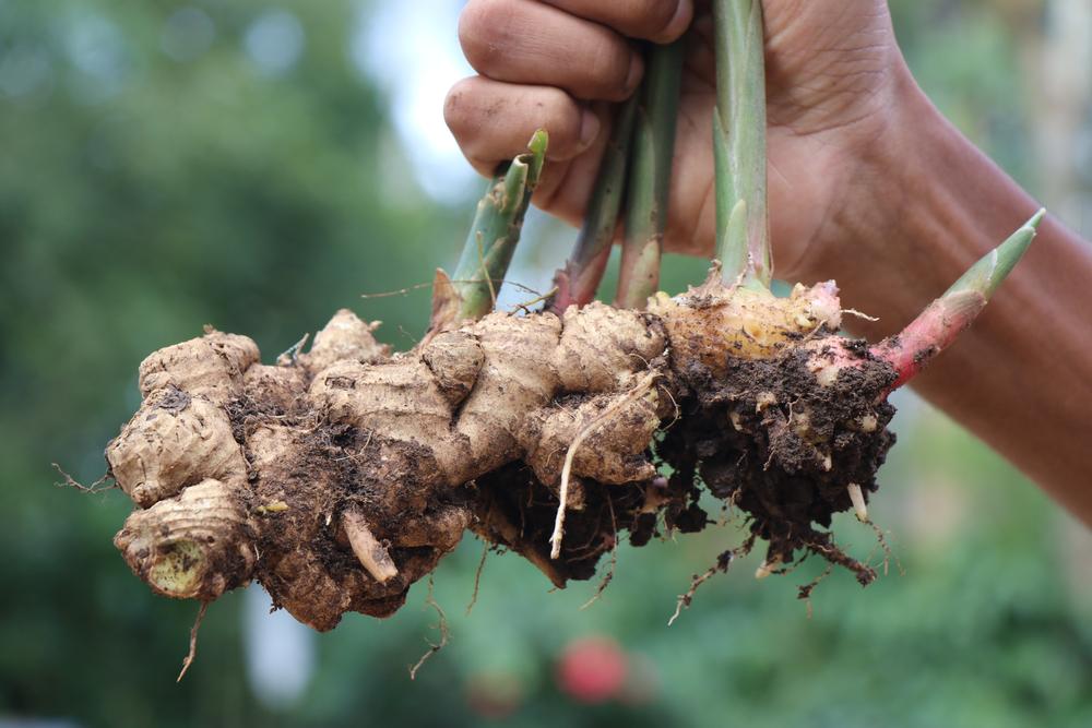 Start Early to Grow Ginger
