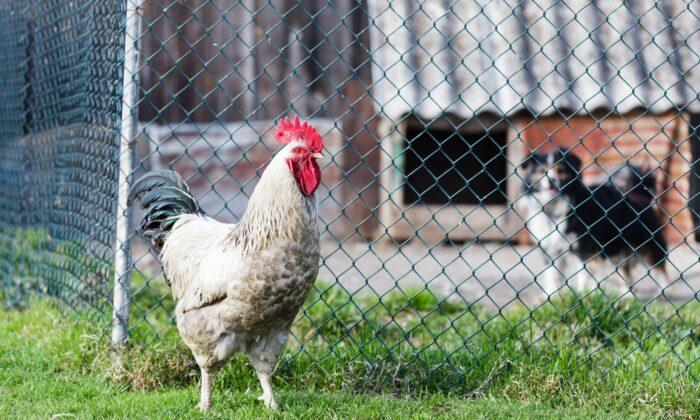 Poultry Farms on High Alert: 28 Million US Birds Dead From Avian Flu Since February