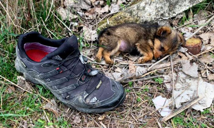 Man Finds Poor Abandoned Puppy Living in a Shoe, Feeds Her, Finds Her Perfect Forever Home
