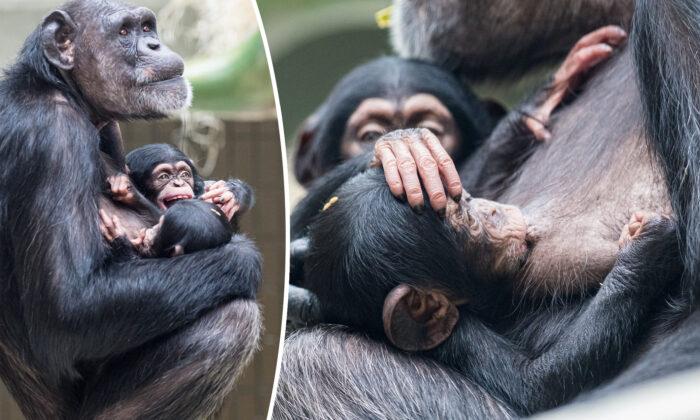 Video Shows Tender Adoption of Baby Chimpanzee by His Aunt After Mom’s Mystery Sickness