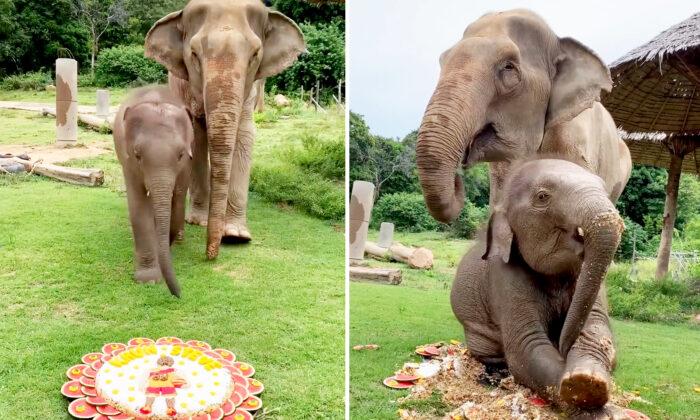 Cheeky Elephant Calf Destroys Cake Made for His Grandmother in Hilarious Video