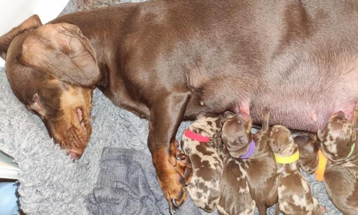 ‘I Was Gobsmacked’: Dog Gives Birth to 10 Puppies, Double the Average of Her Breed