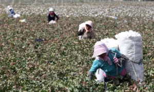 Beijing Sanctions 2 US Labs That Can Prove Where Cotton Grew