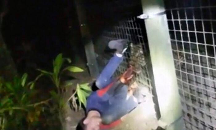 Zoo Tiger Shot While Biting Man’s Arm as He Screams