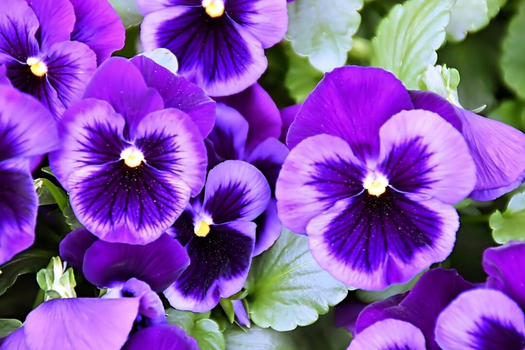 Vibrant Violets