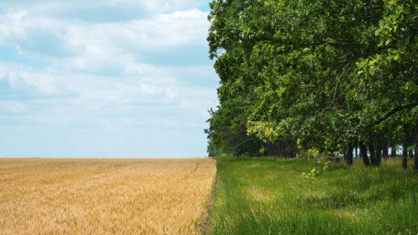 Regenerative agriculture is a holistic farming approach designed not just to sustain soils, but also to regenerate them with improved soil health over time. (ShutterStock)