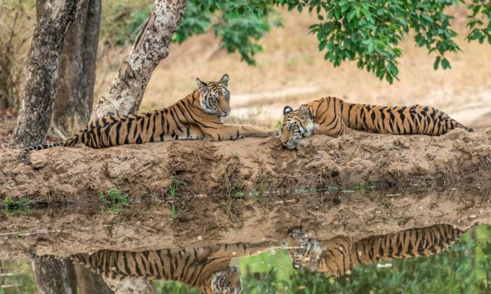 Stalking Tigers: On Safari in India