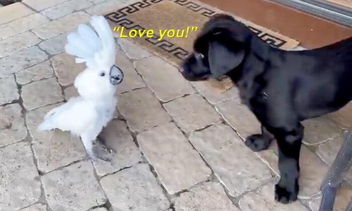VIDEO: Parrot Falls in Love With Owner’s Puppy, Says ‘I Love You’ Every Chance She Gets