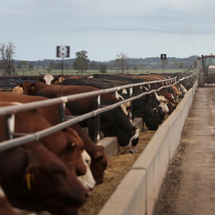 Australia Beef Producers Concerned Over EU Deforestation Compliance Laws