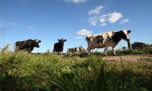 New Zealand’s Cow Burp Tax Proposal Angering Farmers