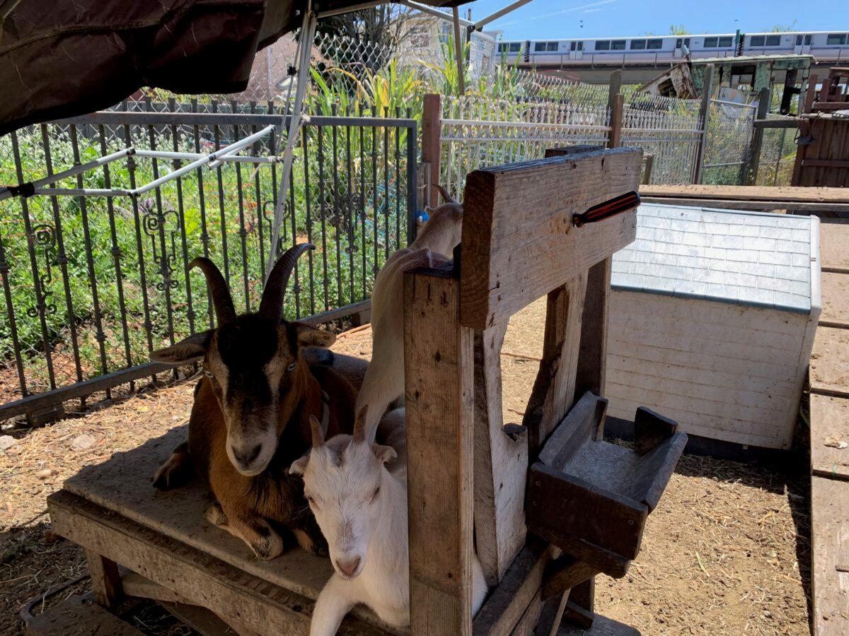 A BART train passes behind goats at Bottoms Up Garden on May 22, 2022. (Courtesy of Loretta Breuning)