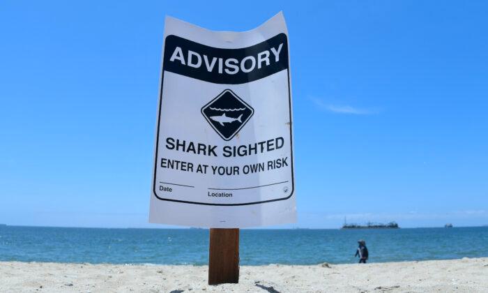 Sharks Almost Always Swimming Near People in Southern California: New Study
