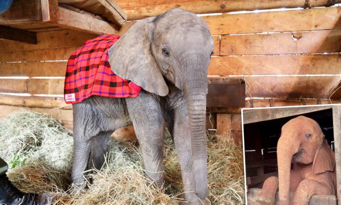 VIDEO: Rescued Baby Elephant Refuses to Go to Sleep, Adorably Protests Bedtime