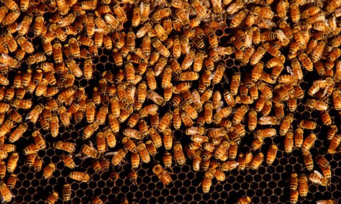 Australian Beekeepers Seek $140 Million Compensation for Forced Bee Extermination