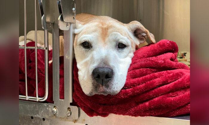Sad Senior Dog Was Left to Be Put Down, Then a Vet Saw Her Photos: ‘She Was Mostly Depressed’