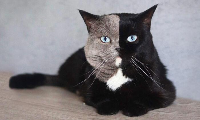 PHOTOS: Rare Cat With ‘Two-Faced’ Coloration Will Steal Your Heart—‘He Is so Unique’