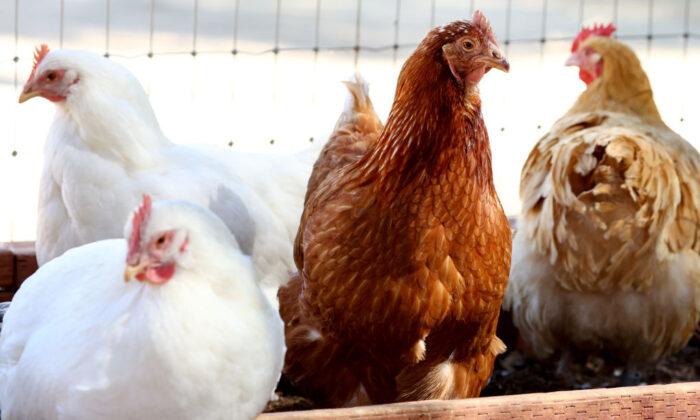 Bird Flu Continues to Spread Worldwide, Threatening Poultry Supplies