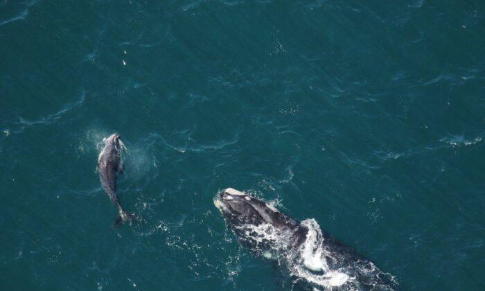 Population of Endangered North Atlantic Right Whales Continues to Decline: Study