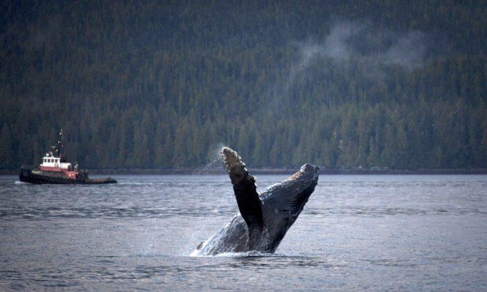 Rescue Team and Whale’s Acrobatics Help Save It From Dangerous Entanglement in BC