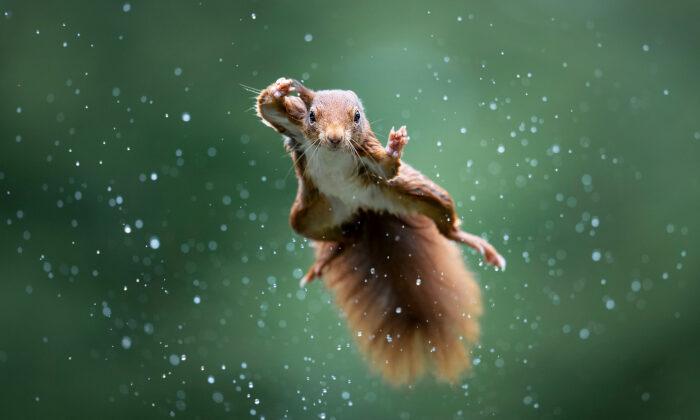 Comedy Wildlife Photo Awards 2022 Shortlist Revealed: Kung Fu Squirrels, Monkeys ‘Doing CPR,’ and More