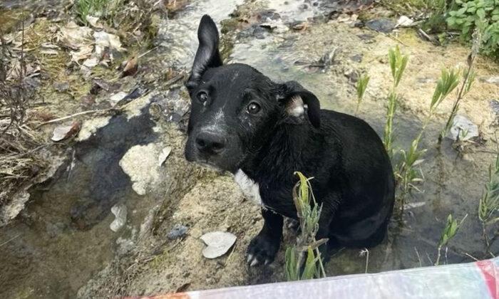 Sick Puppy Found Floating in a Box on a Texas River Gets Adopted