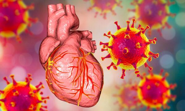 mRNA vaccines cause myocarditis, by leading your own immune cells to attack your heart, which can lead to sudden death by ventricular tachycardia or fibrillation. (Kateryna Kon/Shutterstock)