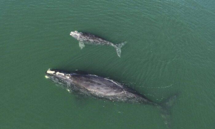 Birth of Nine Calves Sparks Hope for Endangered North Atlantic Right Whales