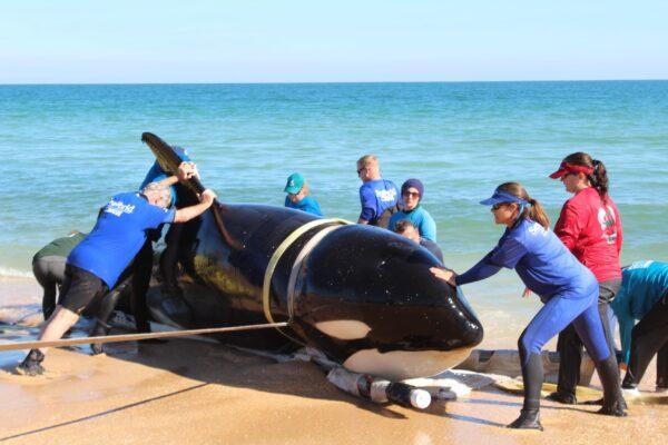 Members of multiple rescue organizations work to remove the body of a 21-foot, approximately 5,000-pound, killer whale that stranded itself on the beach in the area of Jungle Hut Park in Flagler County, Florida, on Jan. 11, 2022. (Courtesy of the Flagler County Sheriff's Department)