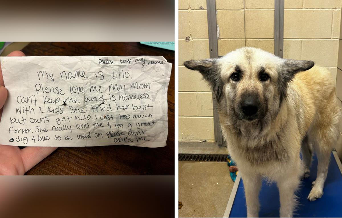 (Left) A note found on Lilo, written by her owner; (Right) Lilo in the animal center. (Courtesy of McKamey Animal Center)