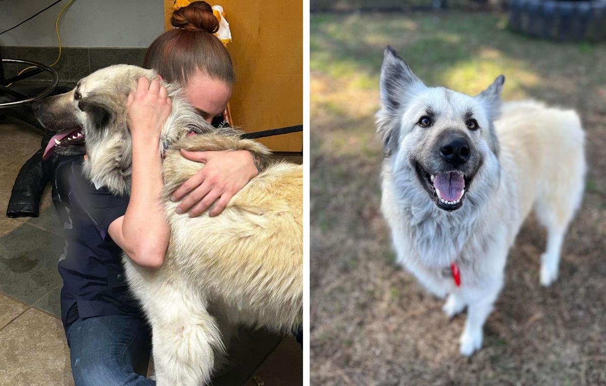 (Left) Lilo reunites with her owner; (Right) Lilo. (Courtesy of McKamey Animal Center)