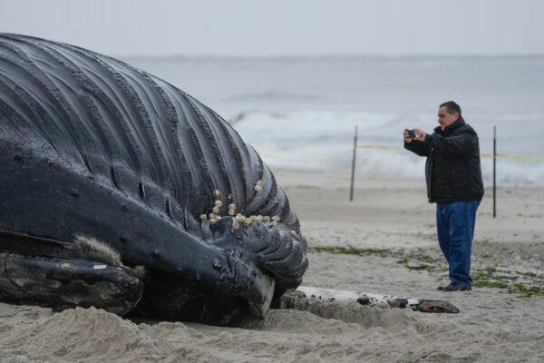 A man takes pictures of a dead whale in Lido Beach, N.Y., on Jan. 31, 2023. (Seth Wenig/AP Photo)