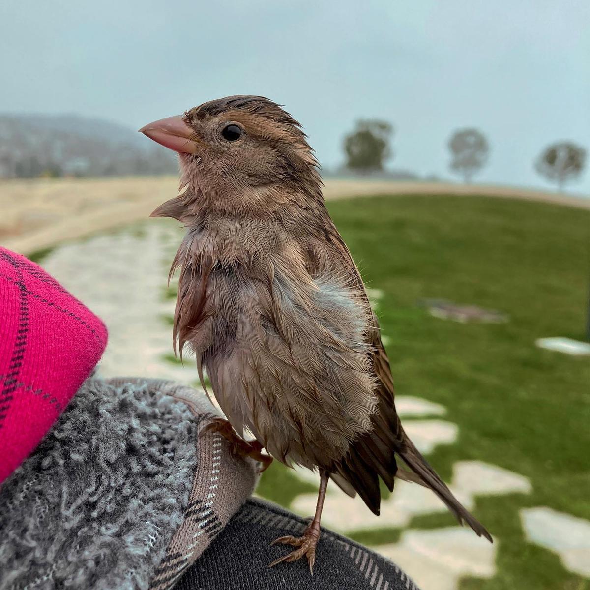 (Courtesy of <a href="https://www.instagram.com/chibi_the_sparrow/channel/">Ales Zaric, Chibi the sparrow</a>)