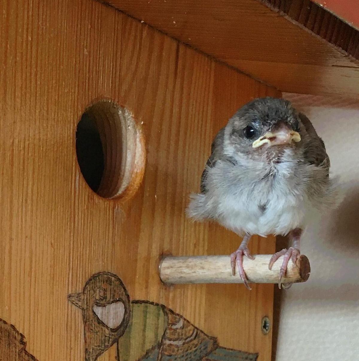 (Courtesy of <a href="https://www.instagram.com/chibi_the_sparrow/channel/">Ales Zaric, Chibi the sparrow</a>)