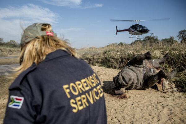 A helicopter takes off as the carcass of a poached and mutilated white rhino is seen lying on the banks of a river at Kruger National Park during a forensic investigation on Sept.12, 2014. (Marco Longari/AFP via Getty Images)