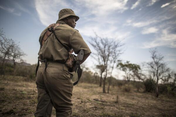 A South African ranger approaches the area where a poached white rhino has been spotted on Sept. 12, 2014, at Kruger National Park. (Marco Longari/AFP via Getty Images)