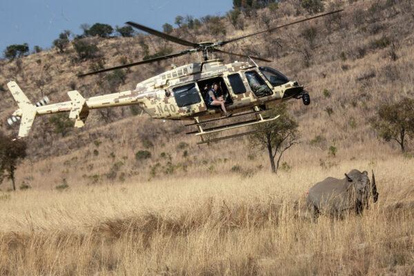 A darted tranquilized Rhino moves along as a helicopter from RHINO911, a nongovernmental organization, hovers before landing and checking on the animal on Sept. 19, 2016, at the Pilanesberg National Park in South Africa. (Gianluigi Guercia/AFP via Getty Images)