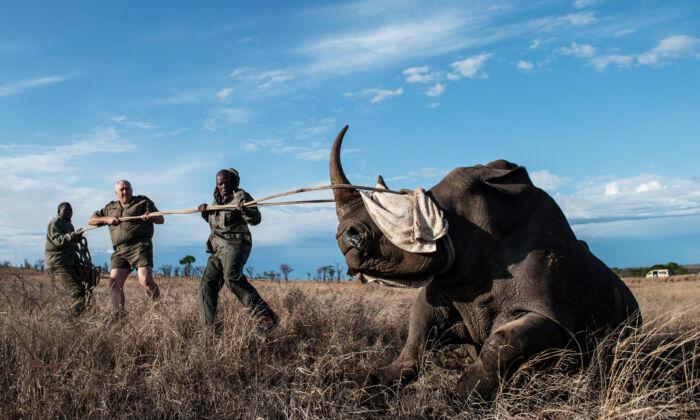 Chinese, South African ‘Mafias’ Are Decimating Wildlife in Kruger National Park