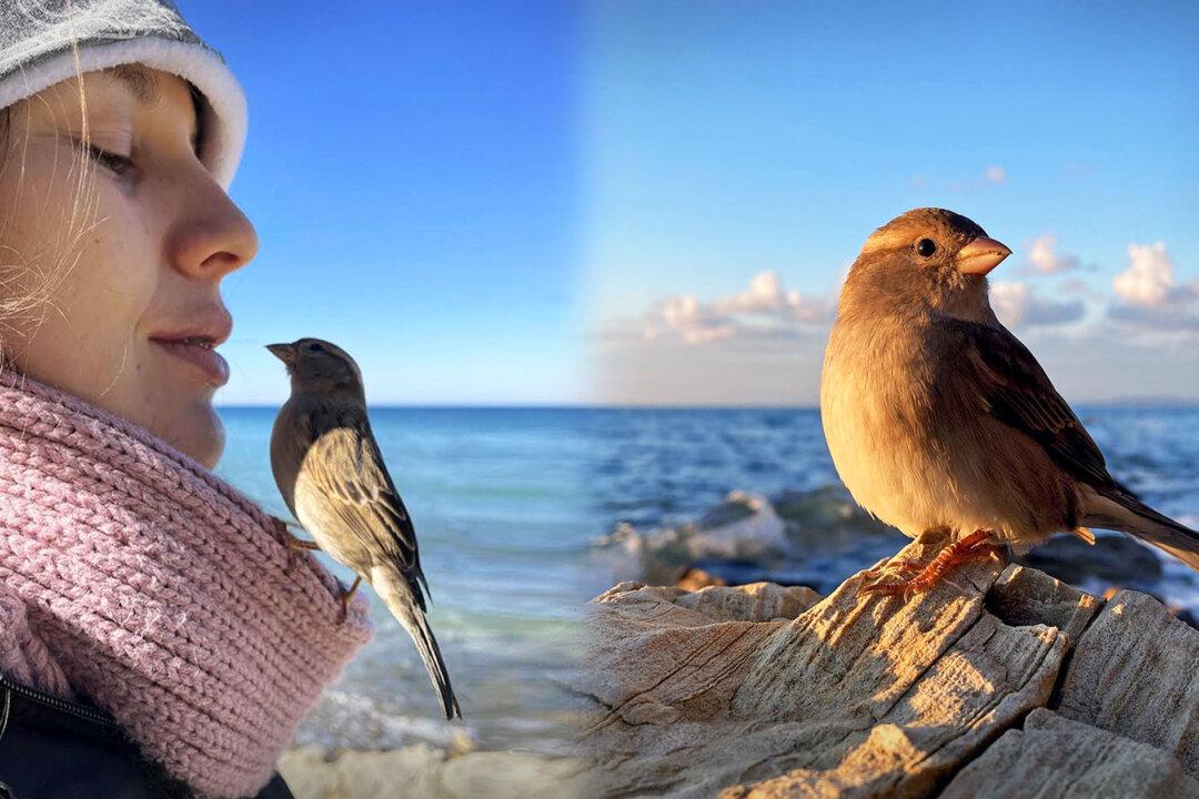 VIDEO: Couple Brings Baby Sparrow Home Just to Keep Her Alive—3 Years Later, They’re Inseparable