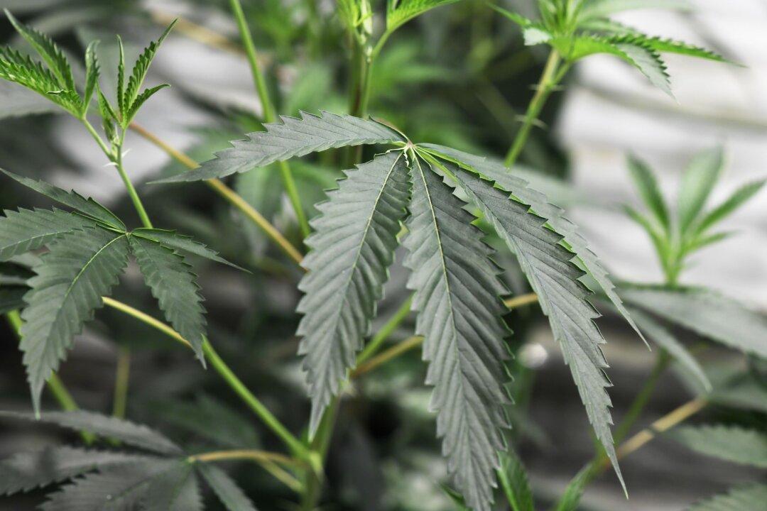Maine Lawmakers Reject Bill That Targets China-Run Marijuana Farms