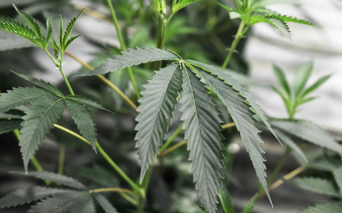 Maine Lawmakers Reject Bill That Targets China-Run Marijuana Farms