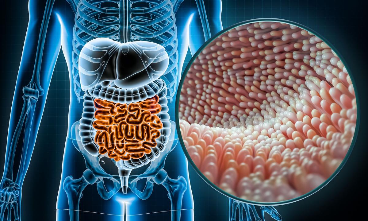 Microorganisms in the Gut Decide How Well Your Body Fights Cancer