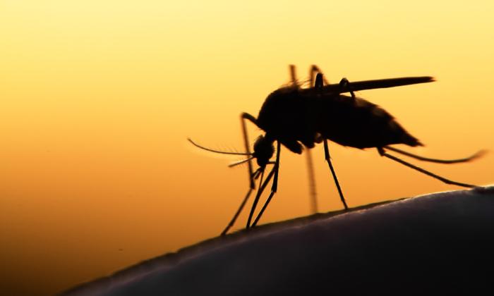 Malaria Reemerges in the US for the First Time in 20 Years